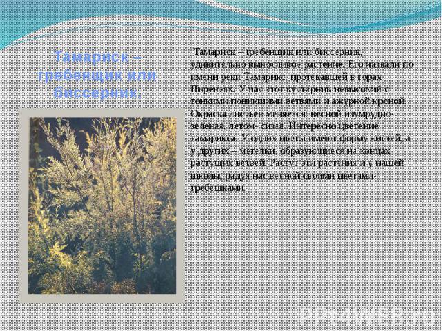 Рассказ о красоте растений 2. Рассказ о красоте растений. Рассказ о красоте растений родного края. Свой рассказ о красоте растений. Написать о красоте растений.